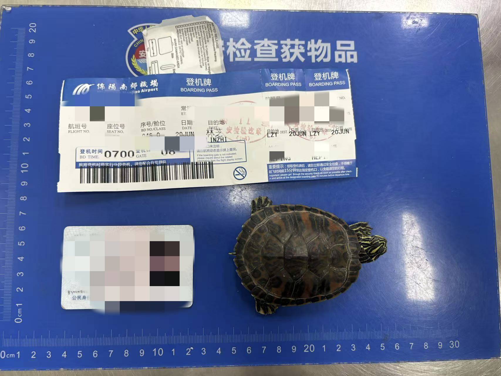 皇冠信用網怎么申请_女子将宠物乌龟藏在蝴蝶结盘发内皇冠信用網怎么申请,过安检乘飞机时被查 警方:批评教育