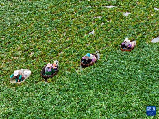 皇冠信用开户
_立秋农事正当忙