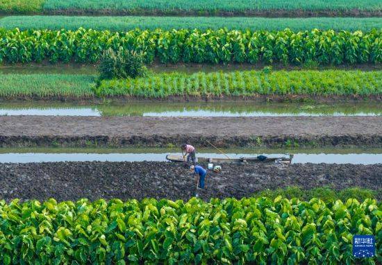 皇冠信用开户
_立秋农事正当忙