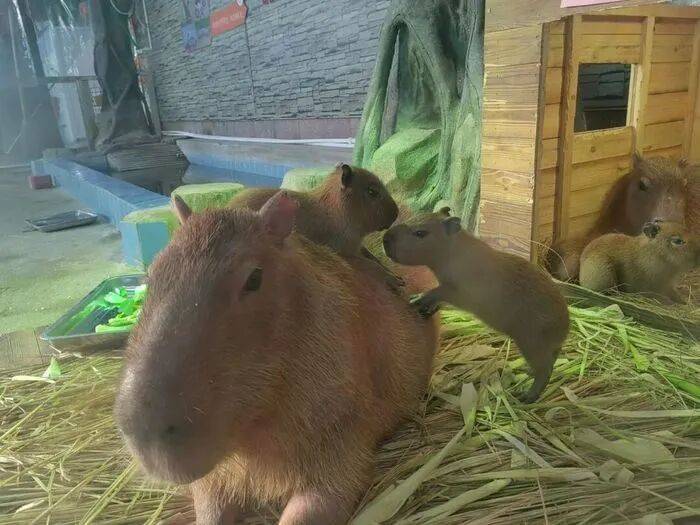 皇冠信用網APP下载_出生1小时就能独立行走皇冠信用網APP下载，济南动物园“果果”和“豚豚”的4只新生幼崽，周末和市民见面