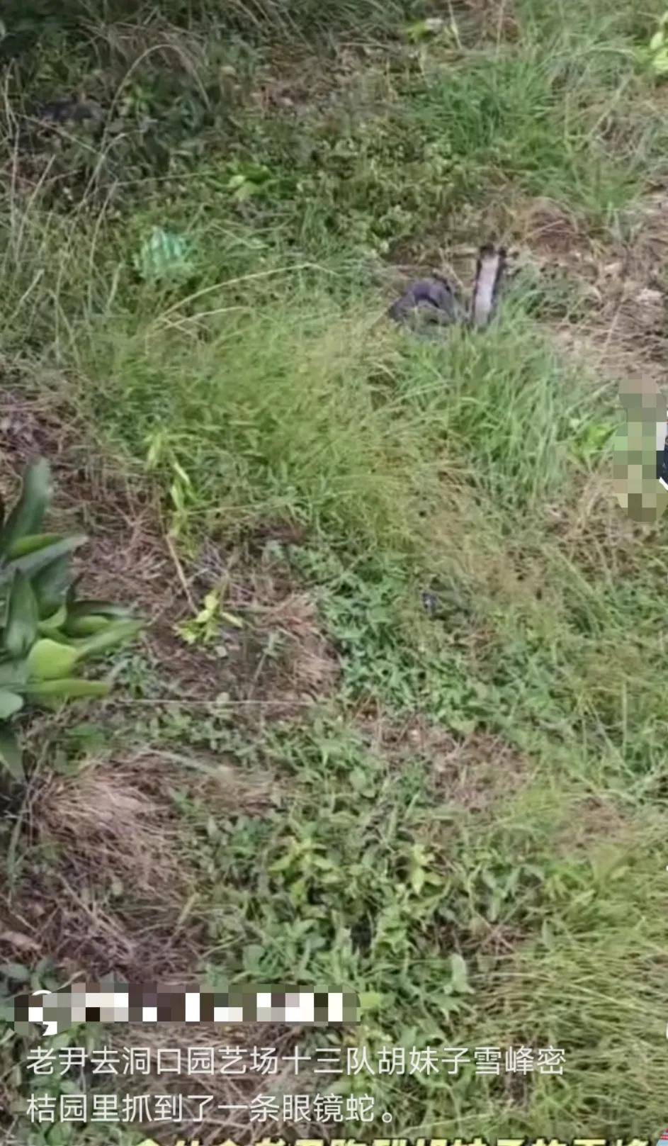 皇冠信用网可以占几成_已组织10多人寻找！湖南邵阳一男子直播挖蛇时被咬皇冠信用网可以占几成，拒打血清后失联