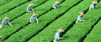 皇冠信用網会员开户申请_上市！“高端中国茶第一股”皇冠信用網会员开户申请，来自深圳罗湖