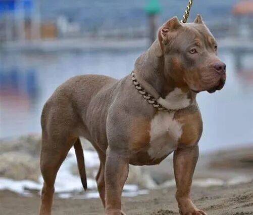 信用平台出租_上海老太擅闯鱼塘摘粽叶信用平台出租，被两条恶霸犬咬死，责任如何划分？