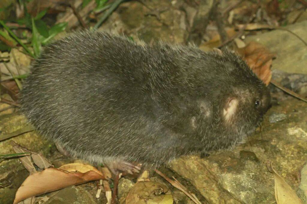 世界杯足球平台代理_杭州一车主崩溃求救:车上有只“超凶大老鼠”世界杯足球平台代理!消防员苦战20分钟发现竟是……