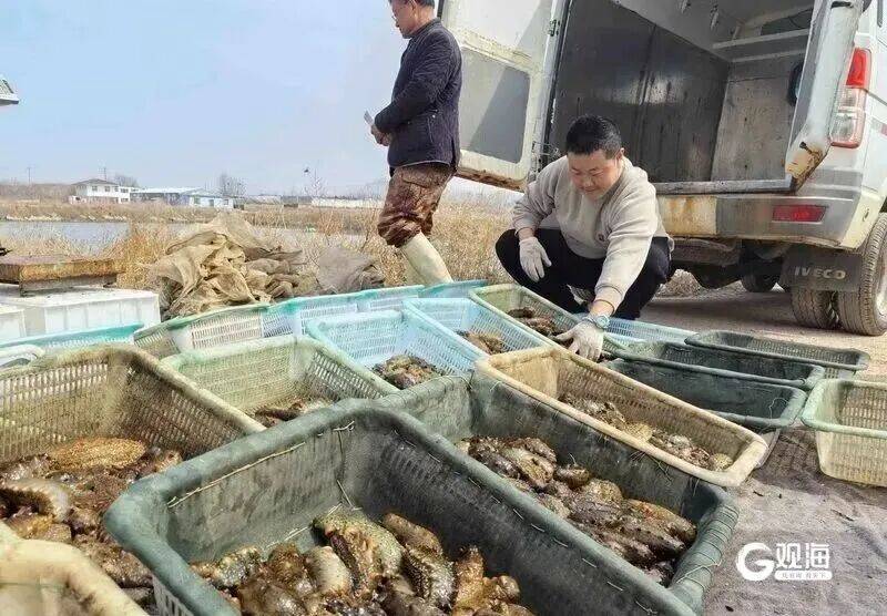 皇冠信用_个大鲜肥！青岛这种海鲜正大量上市皇冠信用，每天几万斤，一上岸就被抢……