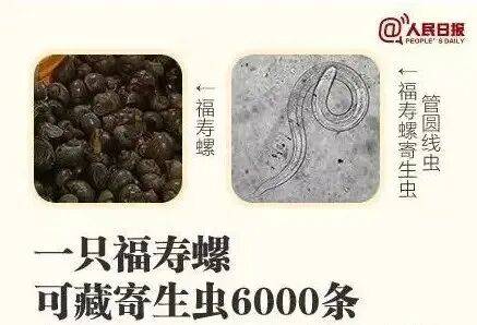 皇冠在线客服_别吃！寄生虫多达6000条皇冠在线客服，近期正大量出现，严重可致死