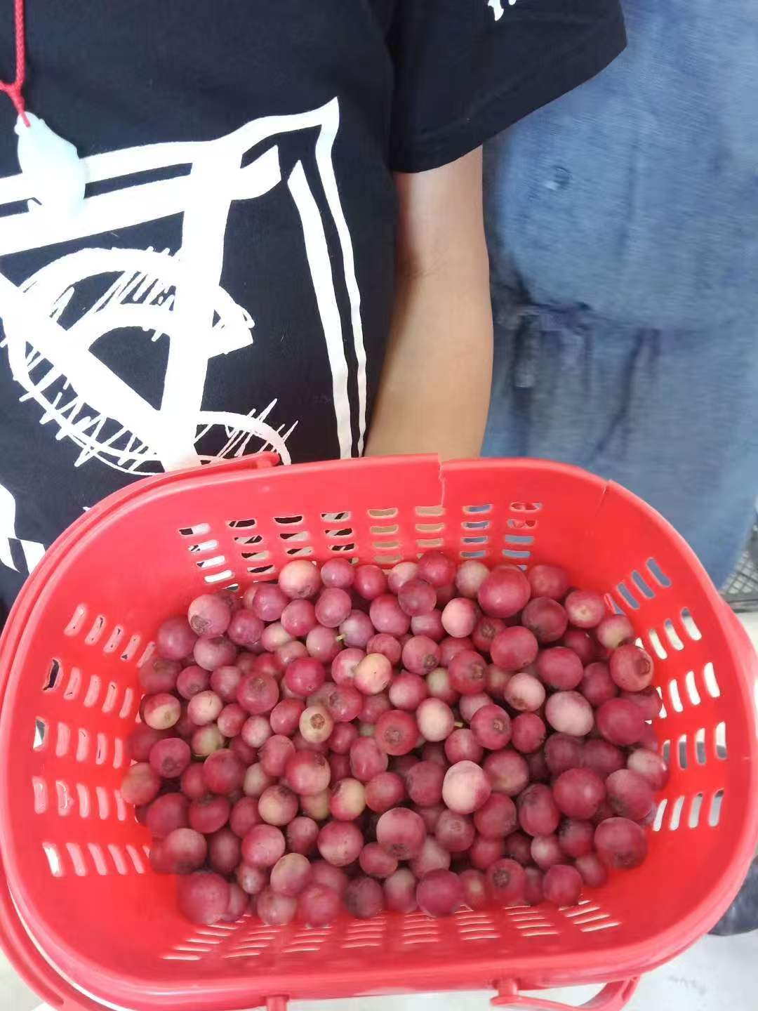 皇冠信用网怎么代理_“粉色蓝莓”炒到400元一斤皇冠信用网怎么代理，电商销售种苗藏陷阱