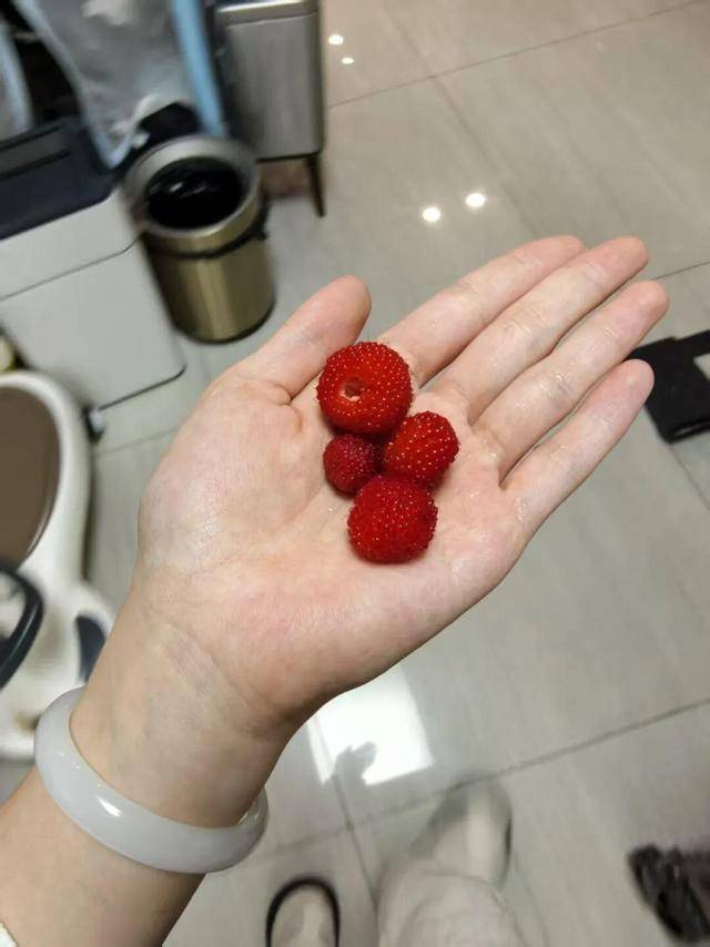 世界杯信用盘登0_“超级多世界杯信用盘登0，根本摘不完！”一斤能卖到上百元，台州人大批出动了，紧急提醒