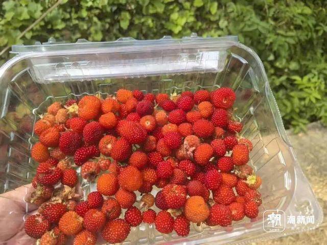 世界杯信用盘登0_“超级多世界杯信用盘登0，根本摘不完！”一斤能卖到上百元，台州人大批出动了，紧急提醒
