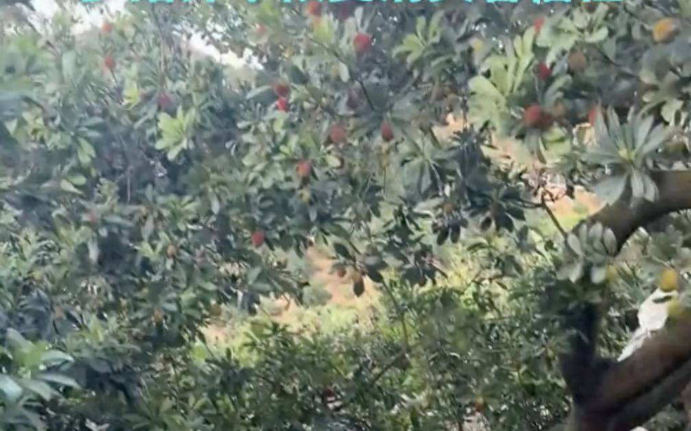 客服https://t.me/mos055_福建杨梅协会会长恳求给果农生路