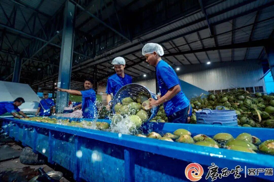 巴西vs摩洛哥_6月16日开抢巴西vs摩洛哥！广西将发放超1000万元东盟水果专属消费券