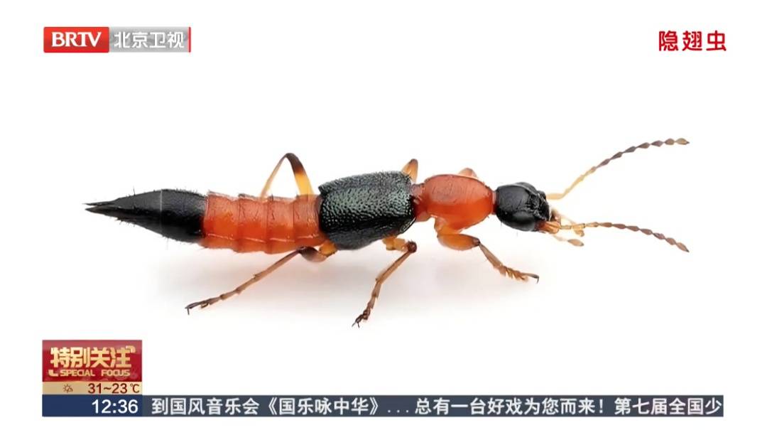 皇冠信用_北京已有人中招皇冠信用，千万不能拍，毒液堪比硫酸，会毁容——