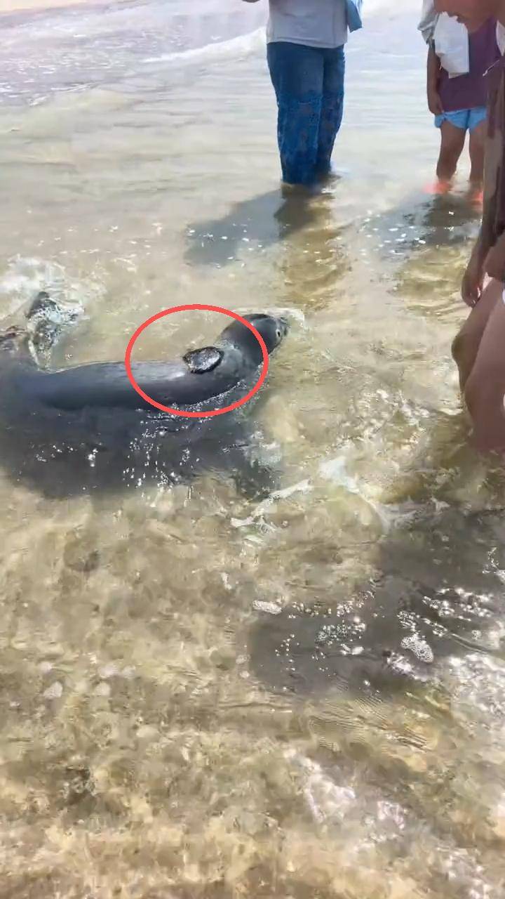 欧冠赛程_大连男子海边捡到个“黑疙瘩”欧冠赛程，海科院确认为网红斑海豹“娜娜”的定位器，工作人员：属自然脱离，后期不会再装