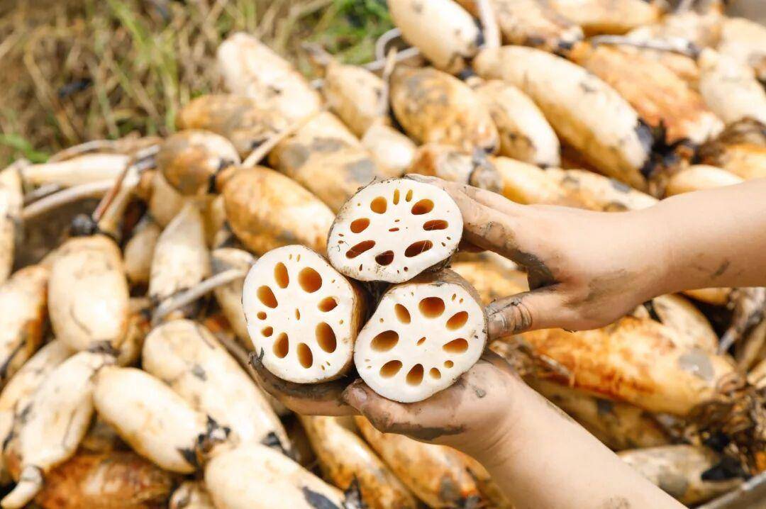 苏格兰超级联赛
_秋燥难忍?入秋后苏格兰超级联赛
,这四种“根”建议常吃