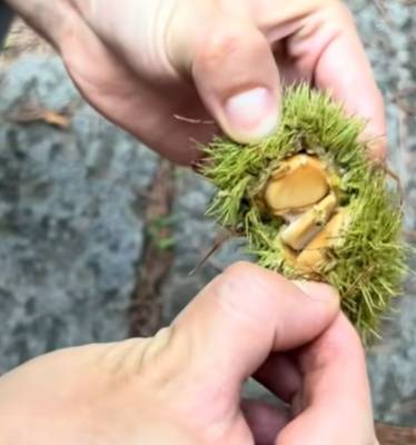 皇冠暗水_年轻人纷纷涌入皇冠暗水,杭州有人捡了两大筐!但有一点要注意