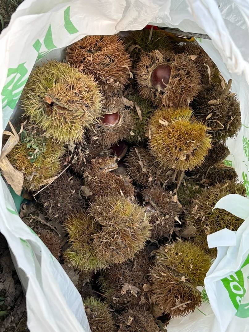 皇冠暗水_年轻人纷纷涌入皇冠暗水,杭州有人捡了两大筐!但有一点要注意