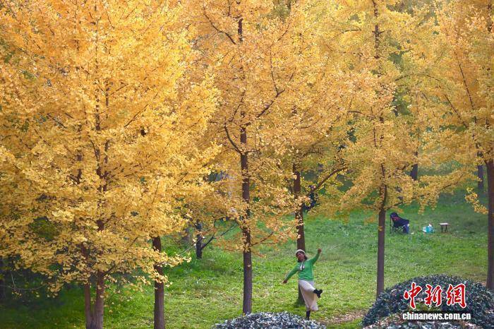 欧冠足球比分_陕西西安：银杏林由绿转黄吸引市民游玩